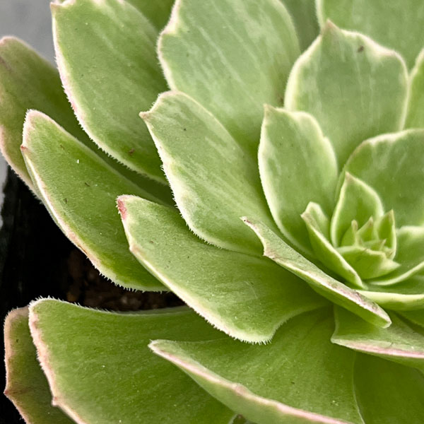 多肉植物アエオニウム錦のおすすめ人気商品一覧 通販 - Yahoo!ショッピング