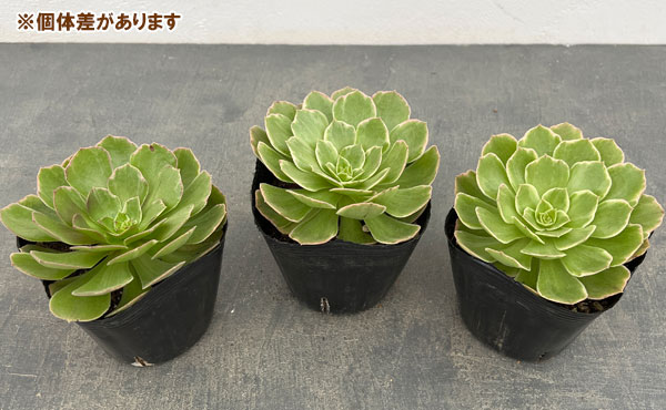 多肉植物アエオニウム錦のおすすめ人気商品一覧 通販 - Yahoo!ショッピング