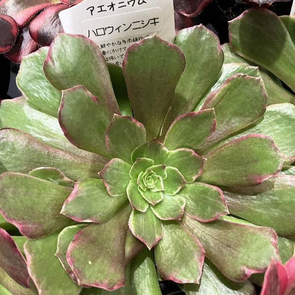 多肉植物アエオニウム錦のおすすめ人気商品一覧 通販 - Yahoo!ショッピング