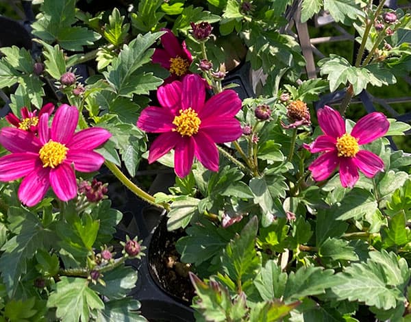草花の苗 (わけあり特価)ビデンス マジェンタ...の詳細画像2