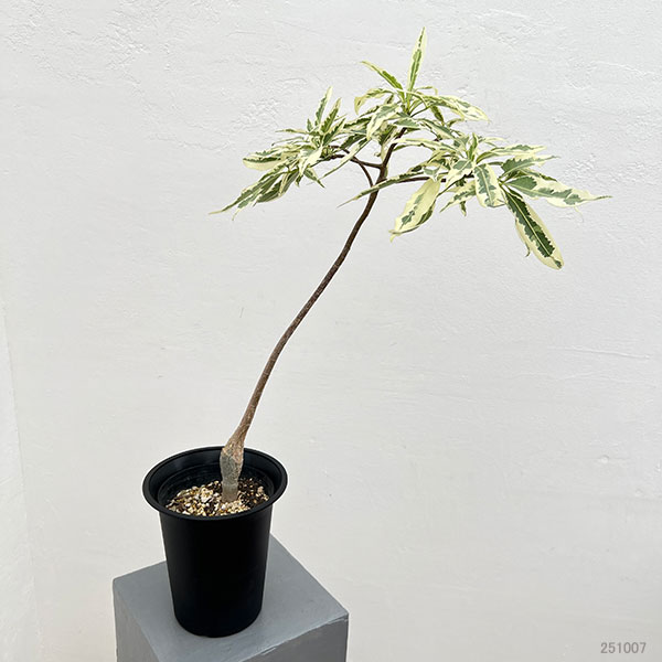 バオバブの木（観葉植物） | 花、ガーデニング のおすすめ人気商品一覧