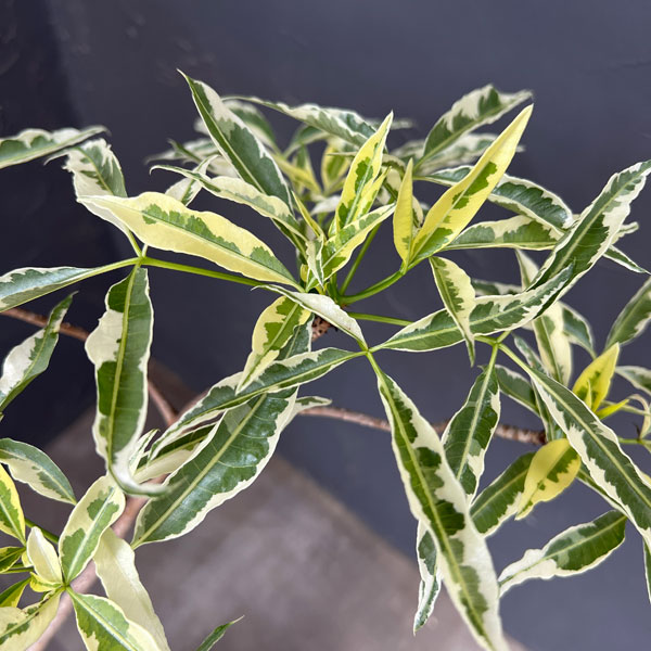 観葉植物 バオバブ アダンソニア ザー バリエガータ（斑入り）6号