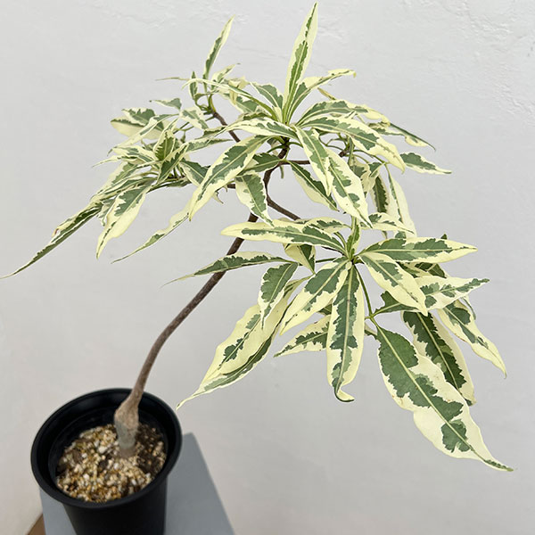 バオバブ（観葉植物） | 花、ガーデニング のおすすめ人気商品一覧