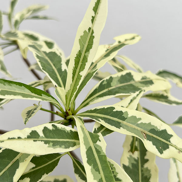 観葉植物 棚卸セール バオバブ アダンソニア ザー バリエガータ