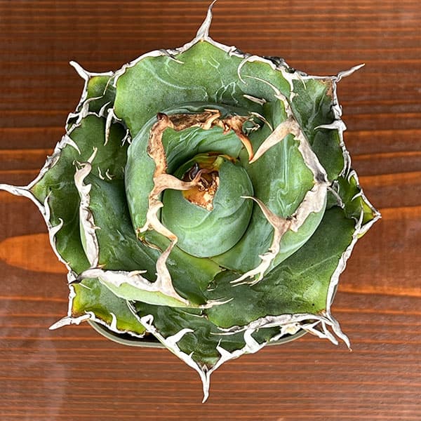 観葉植物 サマーセール アガベ チタノタ 白鯨...の詳細画像2