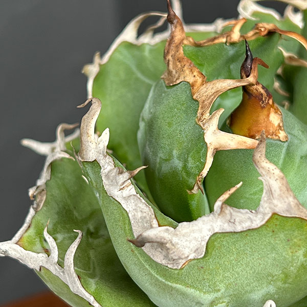 観葉植物 サマーセール アガベ チタノタ 白鯨...の詳細画像3