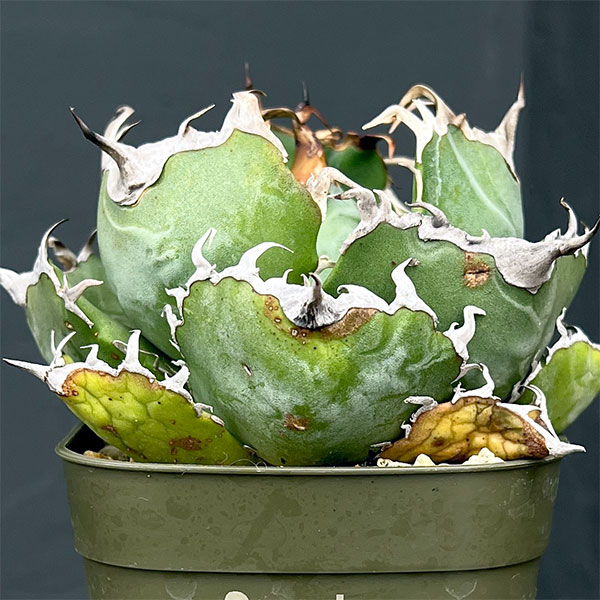 観葉植物 サマーセール アガベ チタノタ 白鯨...の詳細画像4