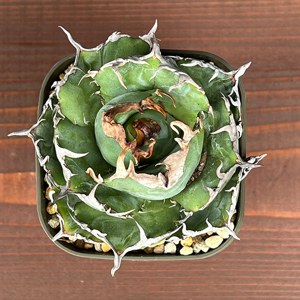 美株❗️アガベ　チタノタ　白鯨　鉢ごと 植物図鑑】アガベ チタノタ（ティタノータ） 白鯨とは？希少な美しさを