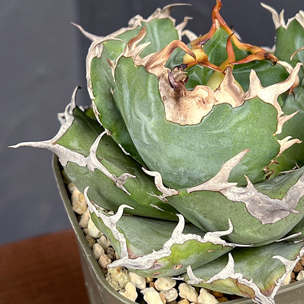 観葉植物 サマーセール アガベ チタノタ 白鯨...の詳細画像3