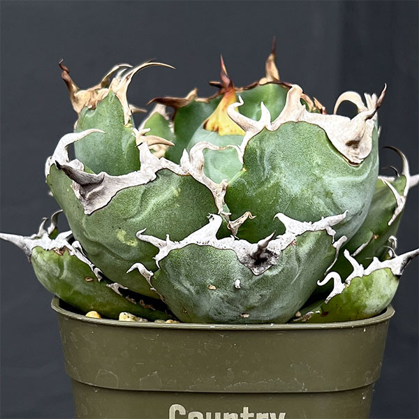 アガベ 耐寒のおすすめ人気商品一覧 通販 - Yahoo!ショッピング