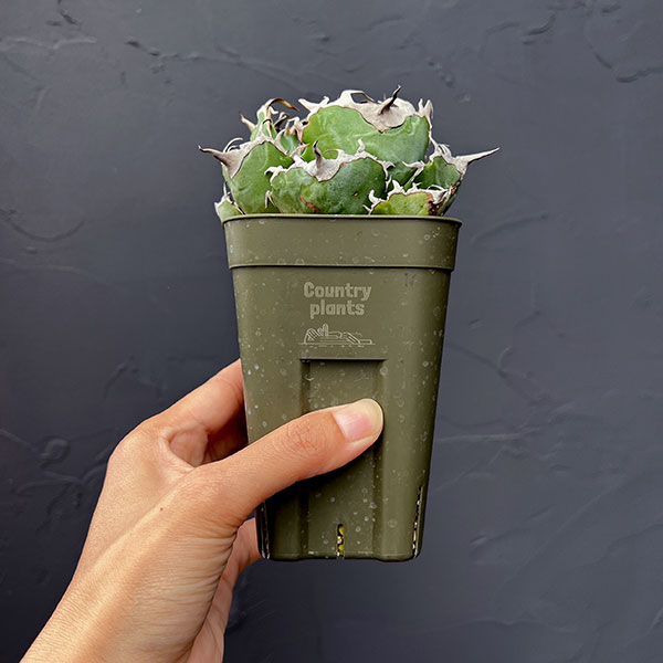 アガベ 雷神（観葉植物） | 花、ガーデニング のおすすめ人気商品一覧