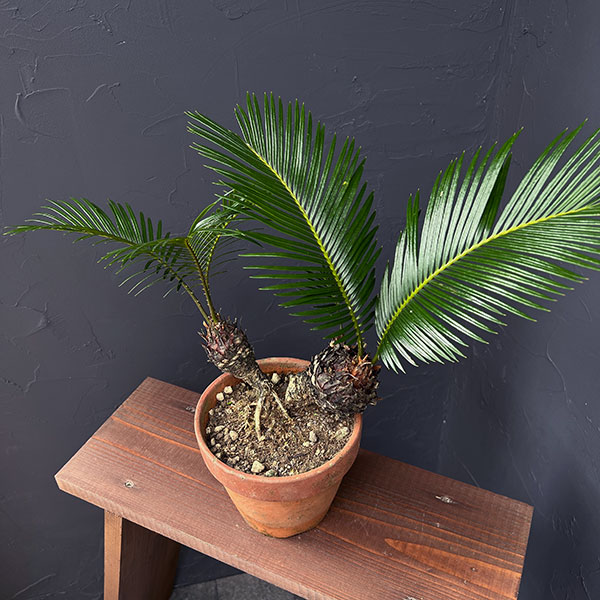 ソテツ鉢のおすすめ人気商品一覧 通販 - Yahoo!ショッピング