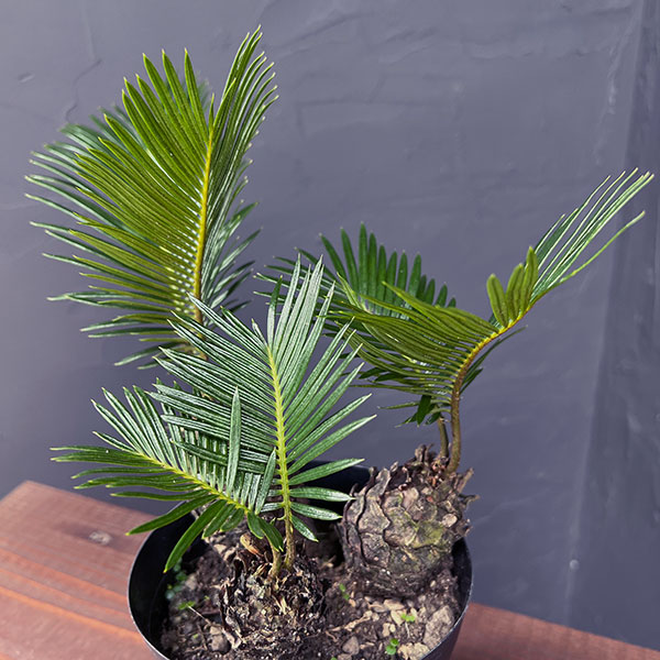 ソテツ　4号ポットつき　5株❗　① 園芸ネット本店｜ソテツ（蘇鉄）4号鉢植え の通販【公式】