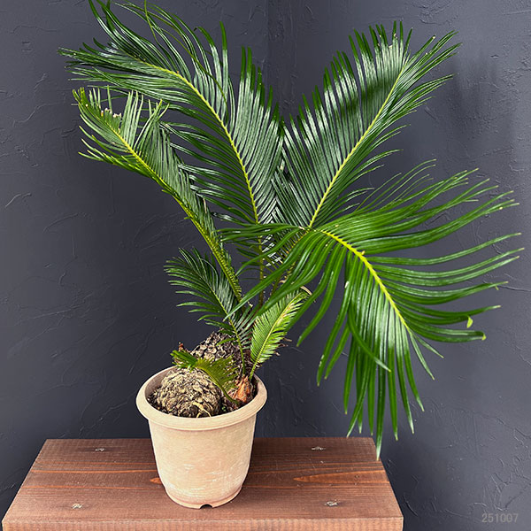 ソテツのおすすめ人気商品一覧 通販 - Yahoo!ショッピング