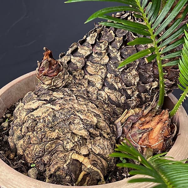 ソテツのおすすめ人気商品一覧 通販 - Yahoo!ショッピング