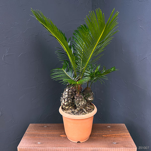 ソテツのおすすめ人気商品一覧 通販 - Yahoo!ショッピング