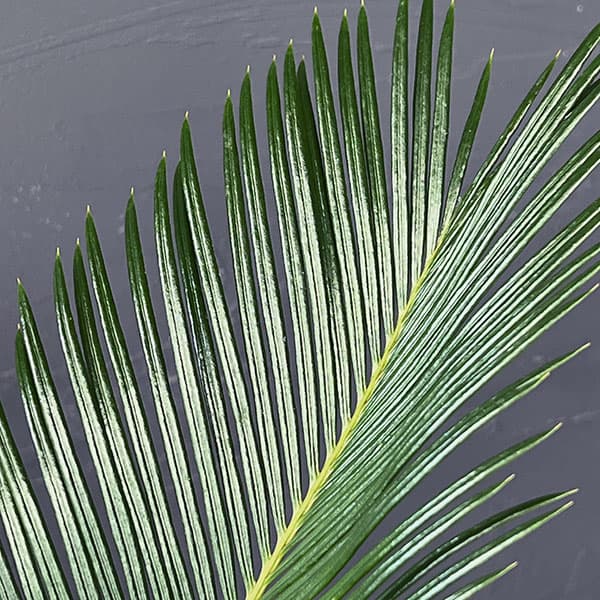 ソテツのおすすめ人気商品一覧 通販 - Yahoo!ショッピング