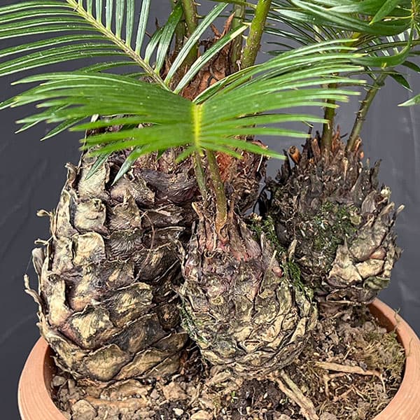 ソテツのおすすめ人気商品一覧 通販 - Yahoo!ショッピング