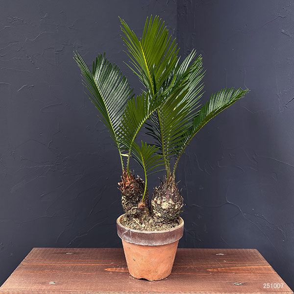 ソテツのおすすめ人気商品一覧 通販 - Yahoo!ショッピング