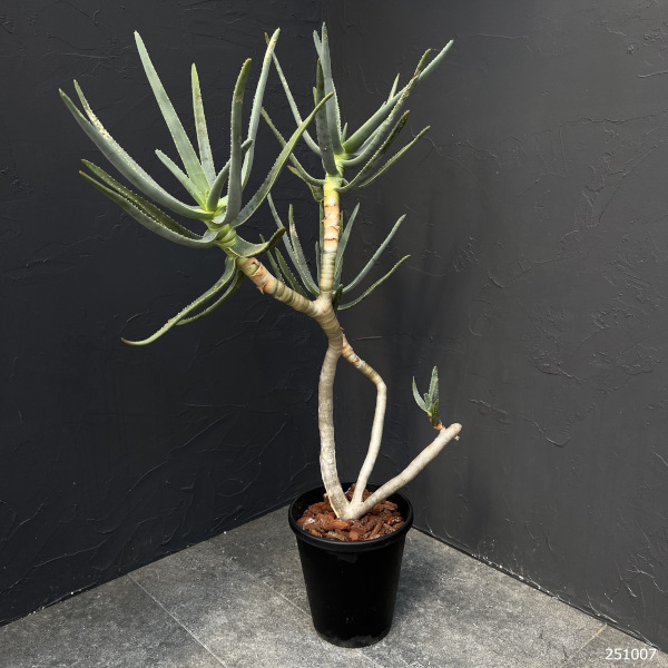 アロエ（サボテン、多肉植物） | 花、ガーデニング のおすすめ人気商品