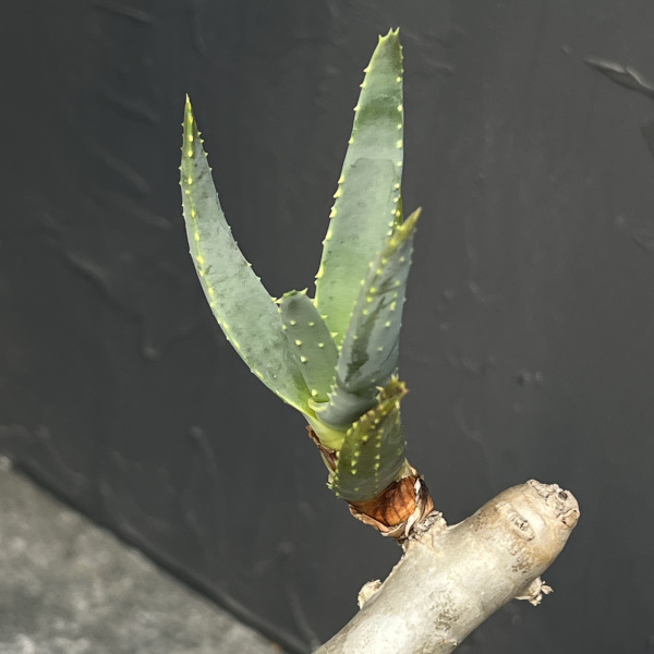 観葉植物 アロエ ラモシシマ 6号25-02の詳細画像2