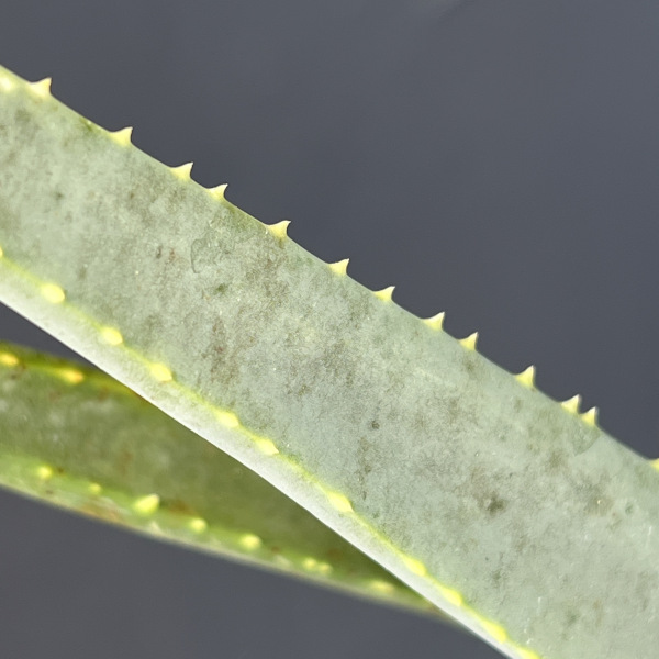 観葉植物 アロエ ラモシシマ 6号25-02の詳細画像3