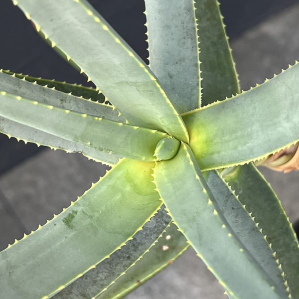 観葉植物 アロエ ラモシシマ 6号25-02の詳細画像4