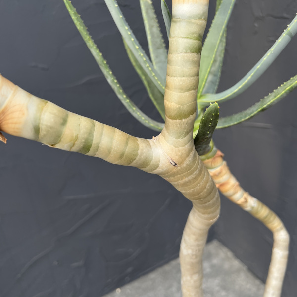 観葉植物 アロエ ラモシシマ 6号25-02の詳細画像5