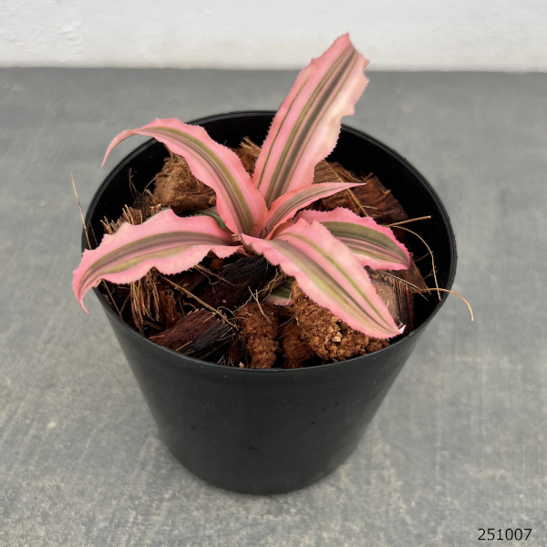 園芸ネット - アナナス類・ブロメリア｜Yahoo!ショッピング