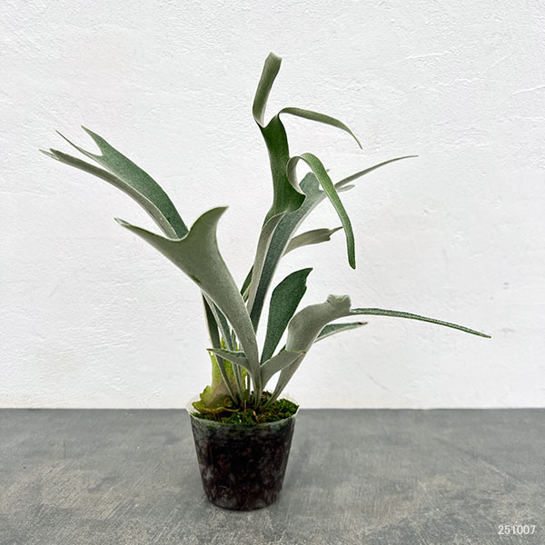 ビカクシダ ビーチー（観葉植物） | 花、ガーデニング のおすすめ人気