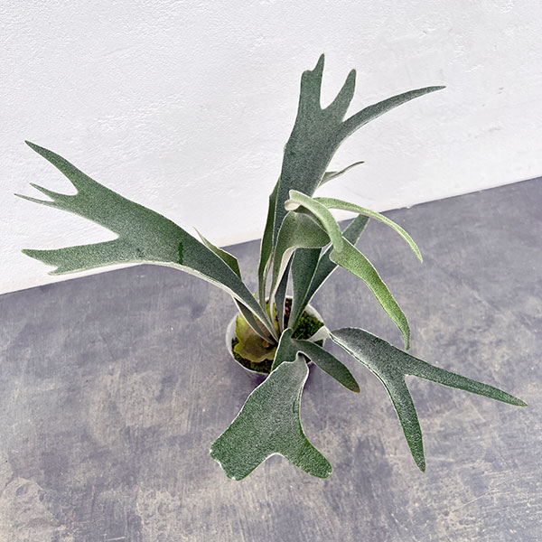 観葉植物 アーリーサマーセール ビカクシダ（コウモリラン） ベイチー