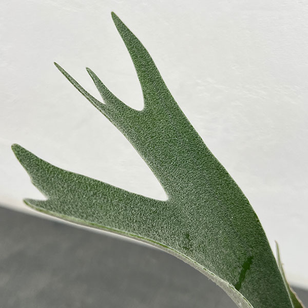 観葉植物 アーリーサマーセール ビカクシダ（コウモリラン） ベイチー