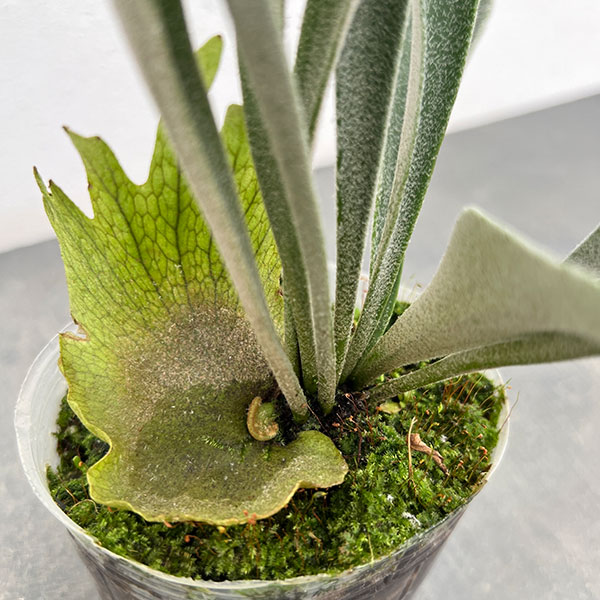 観葉植物 アーリーサマーセール ビカクシダ（コウモリラン） ベイチー