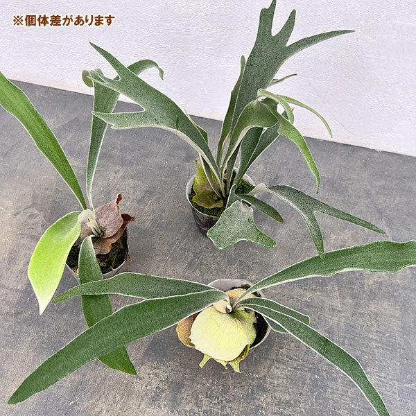 観葉植物 アーリーサマーセール ビカクシダ（コウモリラン） ベイチー