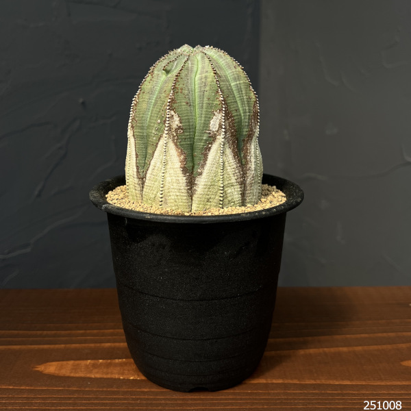 観葉植物 ユーフォルビア オベサ・オールドタイプ3.5号鉢植え25-01