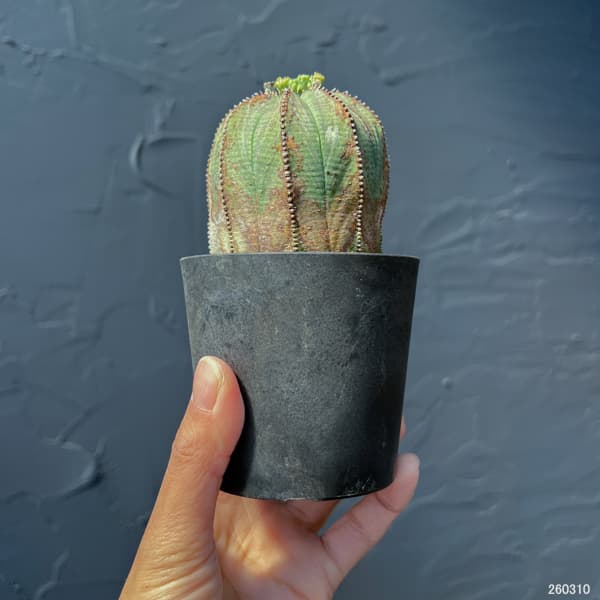 観葉植物 ユーフォルビア オベサ・オールドタイ...の詳細画像1