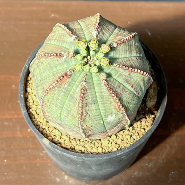 観葉植物 ユーフォルビア オベサ・オールドタイ...の詳細画像3