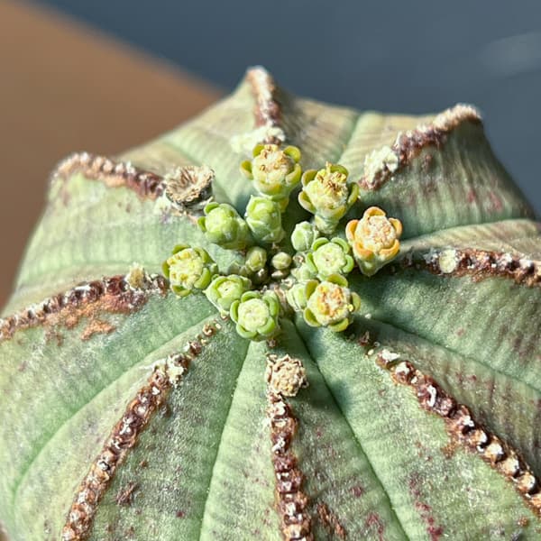 観葉植物 ユーフォルビア オベサ・オールドタイ...の詳細画像5