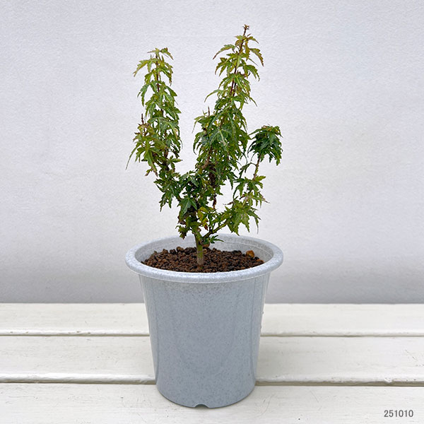 アオダモ 鉢植えのおすすめ人気商品一覧 通販 - Yahoo!ショッピング