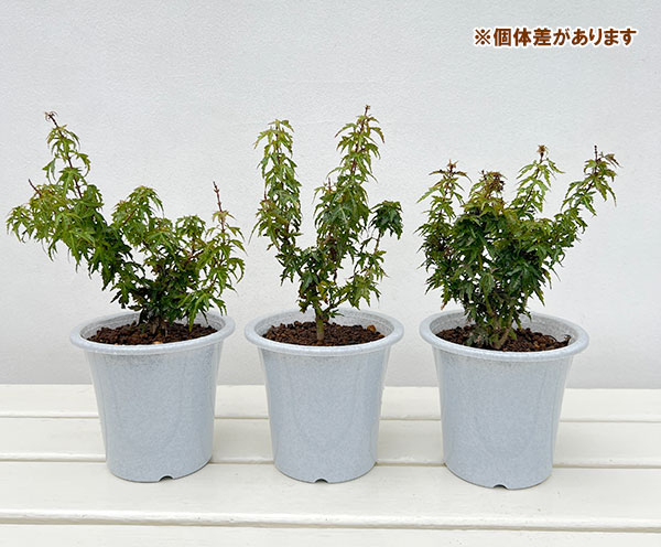 アオダモ 鉢植えのおすすめ人気商品一覧 通販 - Yahoo!ショッピング