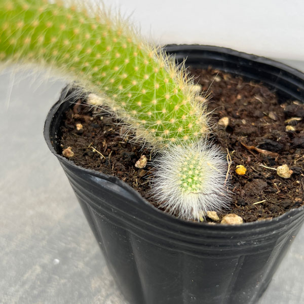 ヒモサボテンのおすすめ人気商品一覧 通販 - Yahoo!ショッピング