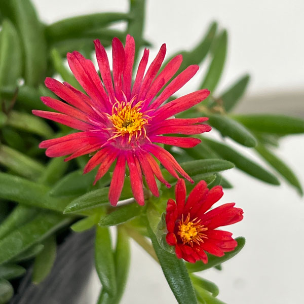 草花火の商品一覧 通販 - Yahoo!ショッピング