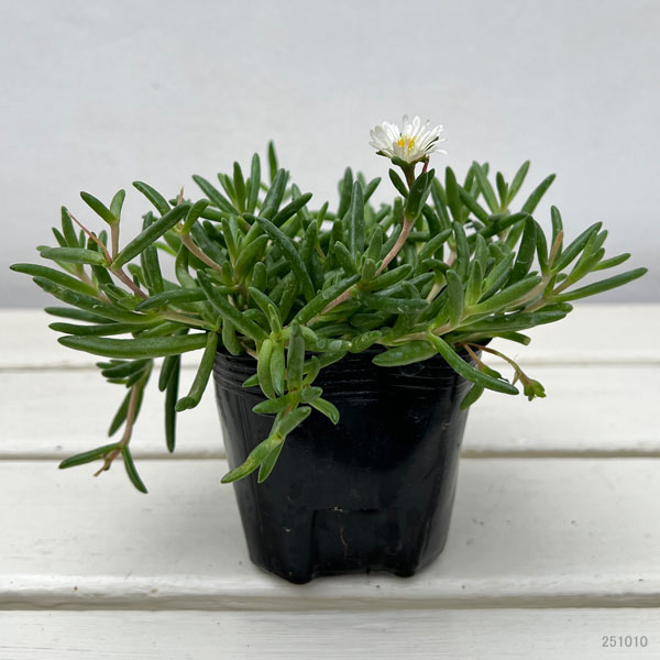 マツバギク 白花【20Potセット】 多肉植物 苗 マツバギク【20Pot