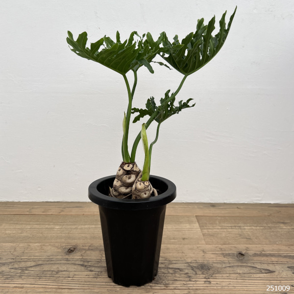 フィロデンドロン 7号（観葉植物） | 花、ガーデニング のおすすめ人気