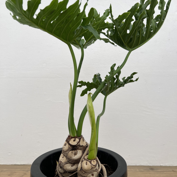 フィロデンドロン 7号（観葉植物） | 花、ガーデニング のおすすめ人気