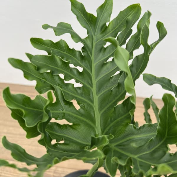 フィロデンドロン 7号（観葉植物） | 花、ガーデニング のおすすめ人気