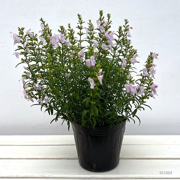 草花の苗 カラミンサ ジョージアカラミンサ4.5号ポット : 園芸ネット