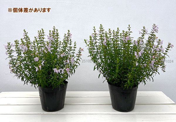 草花の苗 カラミンサ ジョージアカラミンサ4.5号ポット : 園芸ネット