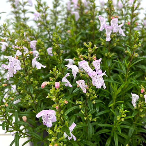 草花の苗 カラミンサ ジョージアカラミンサ4.5号ポット : 園芸ネット