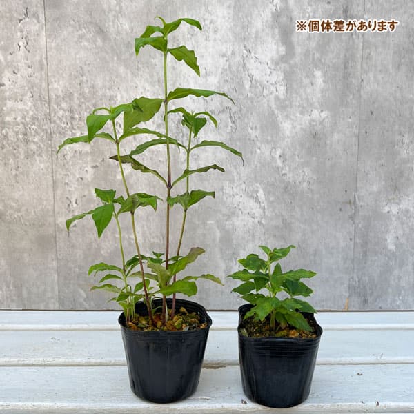 山野草の苗 センノウ フシグロセンノウ(節黒仙...の詳細画像3